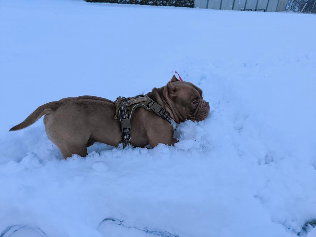 American Bully pocket reu, Ophalen