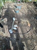 Japanse kwartels, Vrouwelijk, Overige soorten