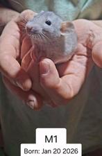 Rittens, ratten, voor een nieuw huisje, Rat, Januari, Meerdere dieren, Tam