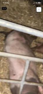 Varkens vlees, Varken