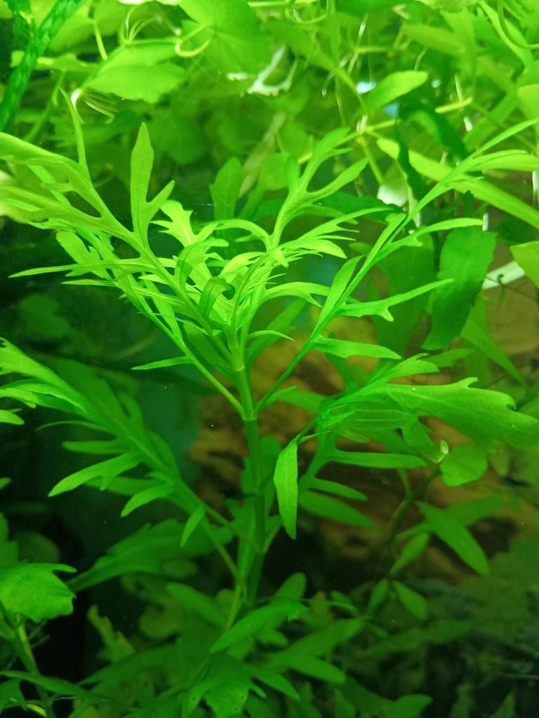 Vaantjesplant, Dieren en Toebehoren, Vissen | Aquaria en Toebehoren, Ophalen, Nieuw, Plant(en), Steen of Hout