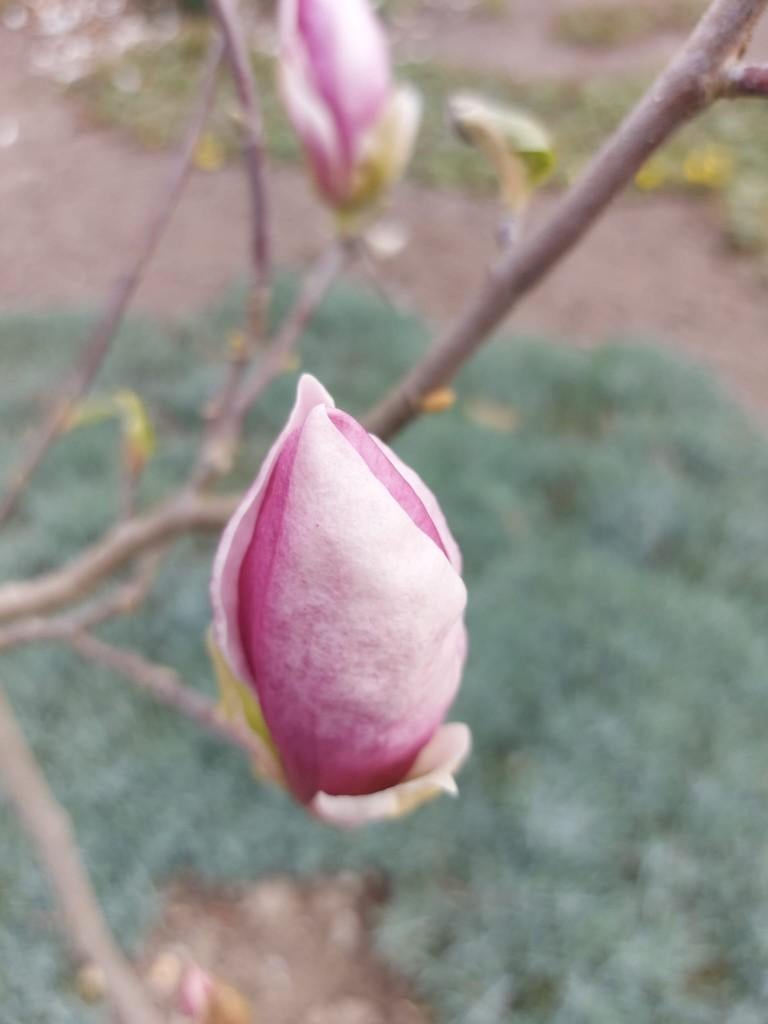 Magnolia  (  roze/wit ), Ophalen, Overige soorten, Volle zon