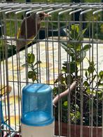 Male parva Damascus 2025, Dieren en Toebehoren, Vogels | Overige Vogels, Mannelijk