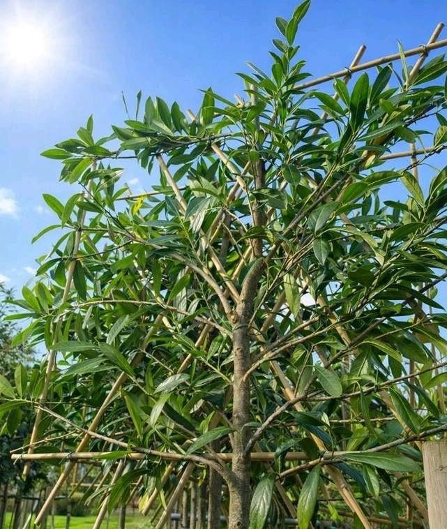Groenblijvende leibomen| Leiphotinia | Leiaurier | Olijfwilg, Tuin en Terras, In pot, Leiboom, Halfschaduw, Ophalen of Verzenden