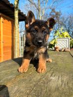 Duitse herder pups met FCI stamboom 2 teefjes, Dieren en Toebehoren, Honden | Herdershonden en Veedrijvers, Nederland, 8 tot 15 weken