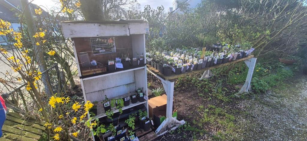 Biologische tuinplanten, Ophalen, Overige soorten, Volle zon