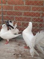 Pauwstaartjes, Dieren en Toebehoren, Meerdere dieren, Overige soorten