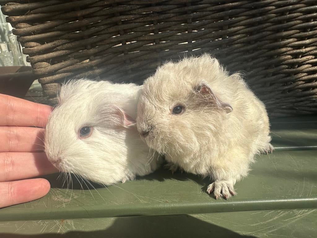Tamme lieve cavia’s langharig sheltie tessel, Dieren en Toebehoren, Ophalen