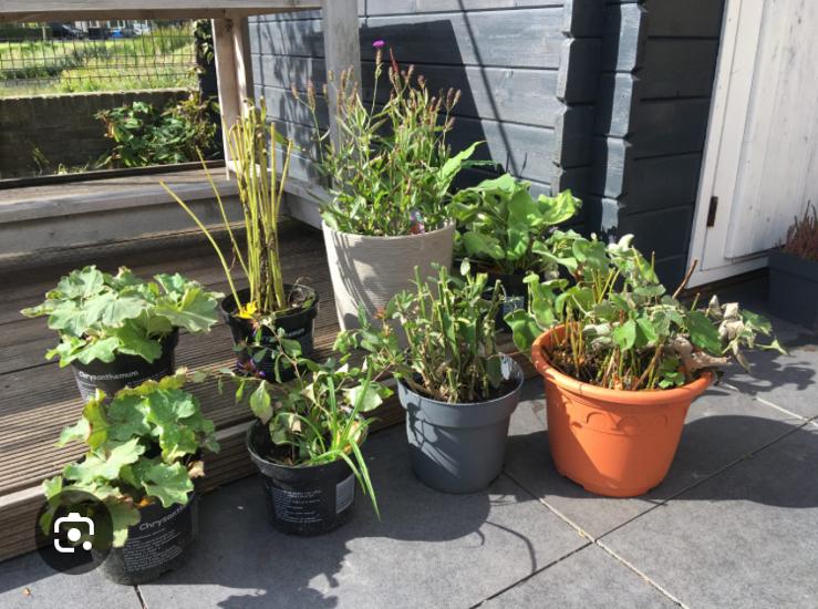 Weggooien is zonde, Ophalen, Overige soorten, Volle zon