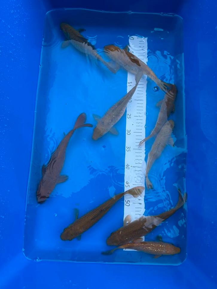 Chagoi Mix, Dieren en Toebehoren, Vissen | Vijvervissen, Karper of Koi