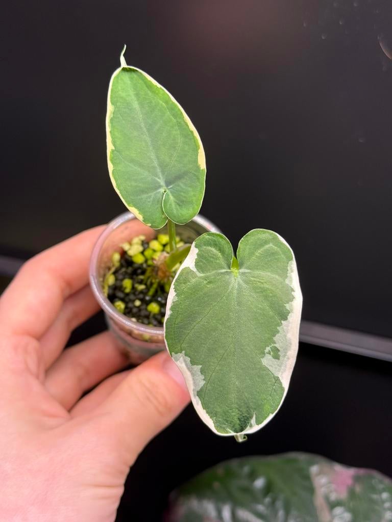 Alocasia Xanthosoma Sagittifolium (mickey mouse) variegata, Verzenden, Halfschaduw, Minder dan 100 cm