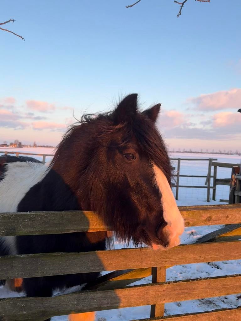 Leuke tinker ruin, Dieren en Toebehoren, Pony's, Ruin, C pony (1.27m tot 1.37m), Recreatiepony, 7 tot 10 jaar