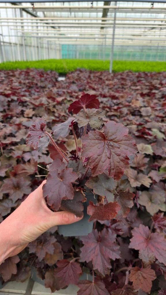 Restpartij Heuchera - 300 stuks - Spotgoedkoop, Tuin en Terras, Planten | Tuinplanten, Bodembedekkers, Volle zon, Vaste plant