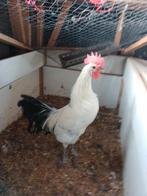 Jonge haan, Groninger meeuw, groot, Dieren en Toebehoren, Mannelijk, Kip