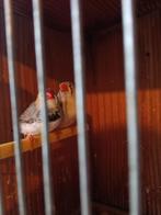 Koppel zebravinken, Meerdere dieren, Kleurkanarie