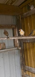 Wildzangvogel  bastaard putter man, Dieren en Toebehoren, Mannelijk, Bastaard