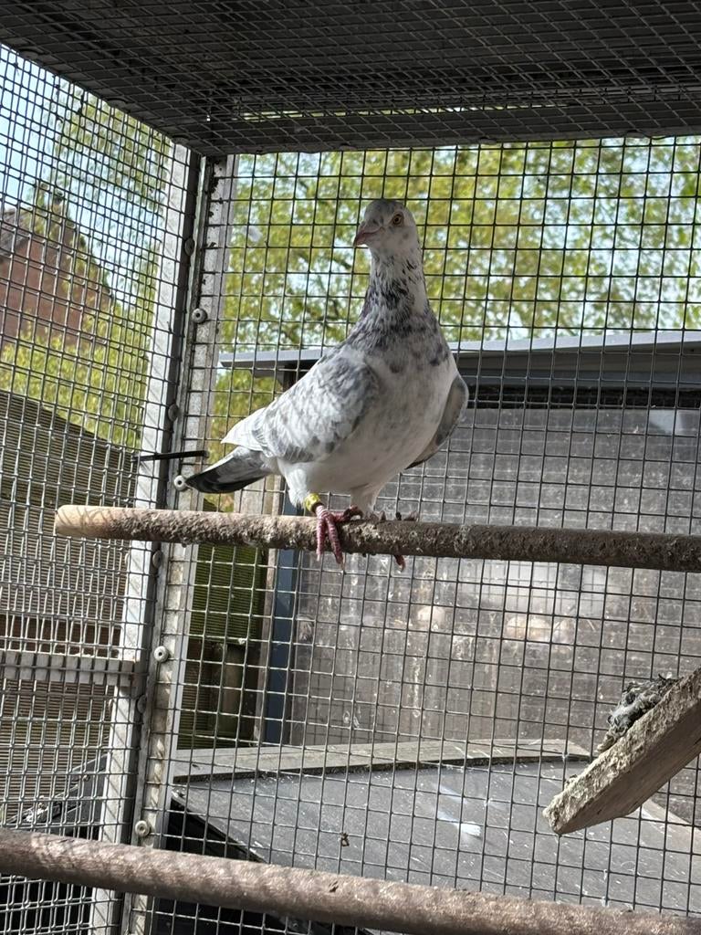 3 kwekers doffers NPO geringd met eigendomsbewijzen, Dieren en Toebehoren, Vogels | Duiven, Meerdere dieren, Postduif