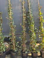 Heders super planten direct dicht vind u niet snel, Ophalen, Vaste plant, Bloeit niet, Halfschaduw