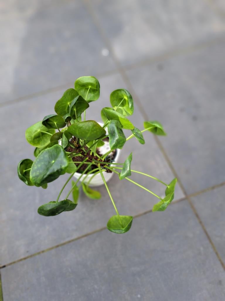 Pannenkoekplant, Huis en Inrichting, Kamerplanten, Ophalen, Halfschaduw, Minder dan 100 cm