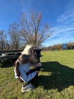 Verzorgpaard gezocht, Ophalen of Verzenden