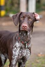 Mooie kruising pups (6 maanden) op zoek naar een goed huis, Dieren en Toebehoren, 15 weken tot 1 jaar, Groot, Meerdere, Meerdere dieren