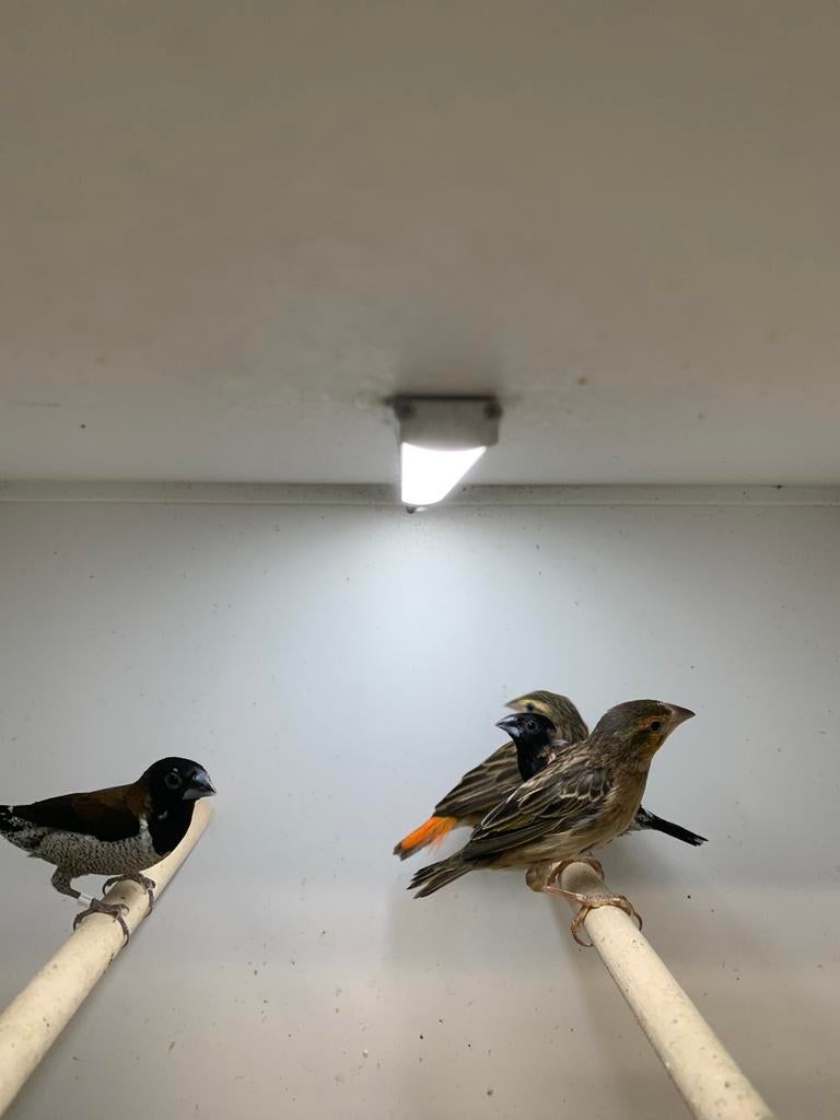 1 koppel vlamme vevers, Meerdere dieren