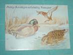 9) Kleuren ansichtkaart  Eenden Vogels, Ophalen of Verzenden, 1960 tot 1980, Gelopen, Vogel