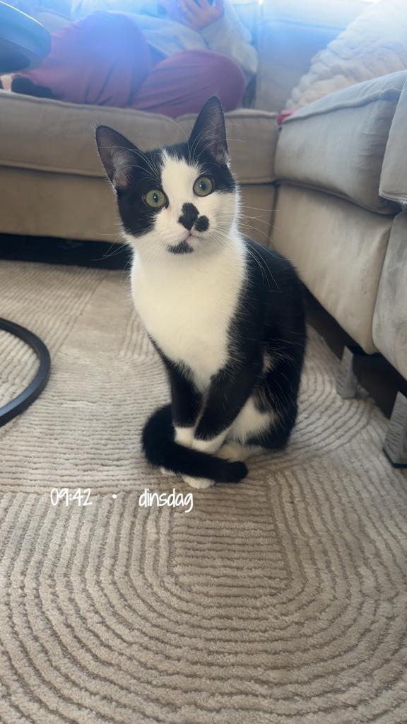 Lieve kitten (7 maanden) zoekt een nieuw thuis, Dieren en Toebehoren, Katten en Kittens | Overige Katten, Kater