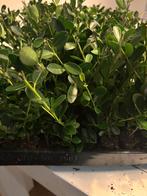 Ilex Crenata Green Hedge / Japanse Hulst, Ophalen of Verzenden, Hulst, Minder dan 100 cm