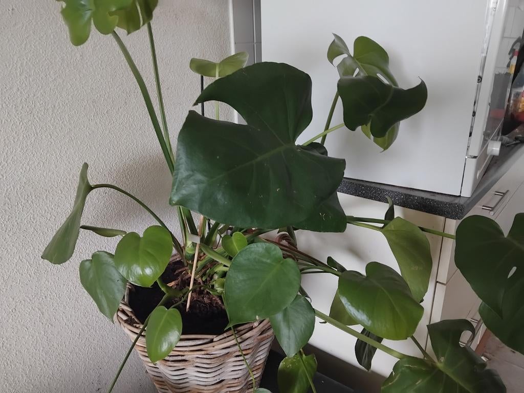 Mooie grote gatenplant in grote mand, Huis en Inrichting, Ophalen of Verzenden