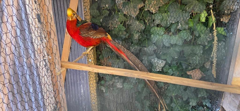 Koppel goudfazanten van vorig jaar, Meerdere dieren