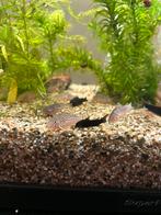 Corydora Sterbai, Dieren en Toebehoren, Vis