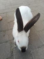 Hycole X Californianer voedsters zeldzaam, Vrouwelijk, Groot, 0 tot 2 jaar