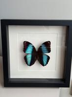 Vlinder in lijst - Decoratieve wanddecoratie, Ophalen of Verzenden