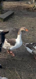 2 ganzen 1 jaar oud gratis, Dieren en Toebehoren, Pluimvee, Meerdere dieren, Gans of Zwaan