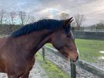 3 jarige hengst te koop, Dieren en Toebehoren, Paarden, Met stamboom, Springpaard, Hengst, Onbeleerd