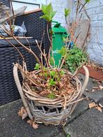 Hortensia in rietenmand, Ophalen, Vaste plant, Overige soorten, Halfschaduw