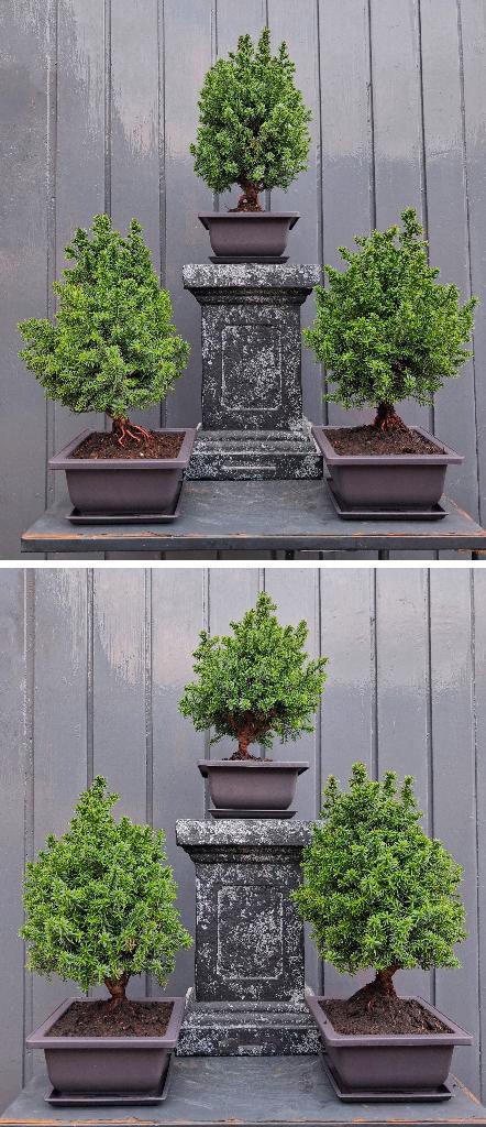 5 Bonsai Chamaecyparis thyoide- Coniferen- 23 Cm Hoog., Tuin en Terras, Planten | Bomen, Overige soorten, Minder dan 100 cm, Halfschaduw