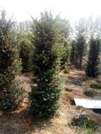 Taxus Baccata, Tuin en Terras, Planten | Struiken en Hagen, Ophalen, Taxus, Minder dan 100 cm