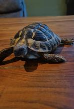 Griekse landschildpad man, Schildpad, Tam, 3 tot 6 jaar