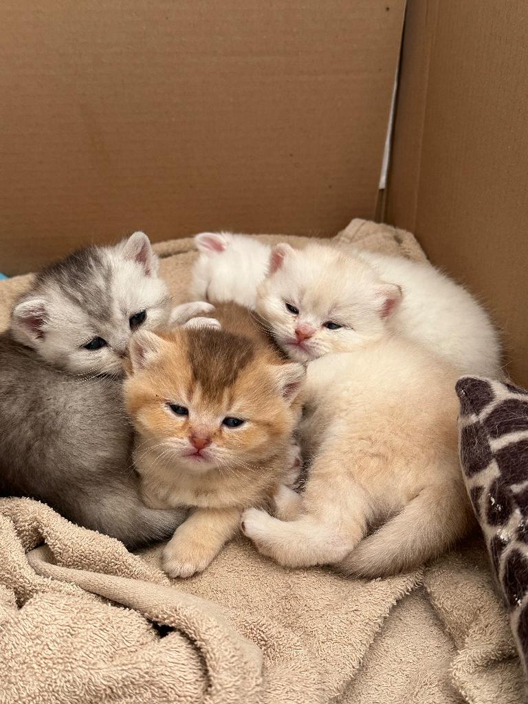 Britse korthaar kittens, Dieren en Toebehoren, Katten en Kittens | Raskatten | Korthaar, Meerdere dieren, Gechipt, 0 tot 2 jaar