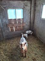 Te koop geit met drieling, Meerdere dieren, Geit