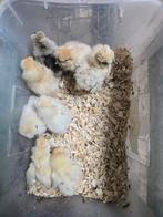 Te koop usa zijdehoenders kuikens., Dieren en Toebehoren, Pluimvee, Geslacht onbekend, Kip