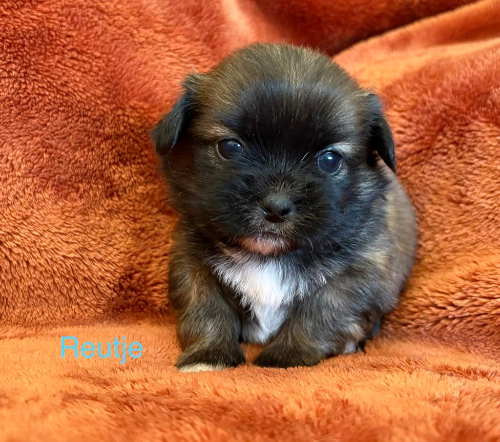 Lieve pup peekingees opzoek naar een goud mandje, Dieren en Toebehoren, Parvo, 8 tot 15 weken, Meerdere, Meerdere dieren