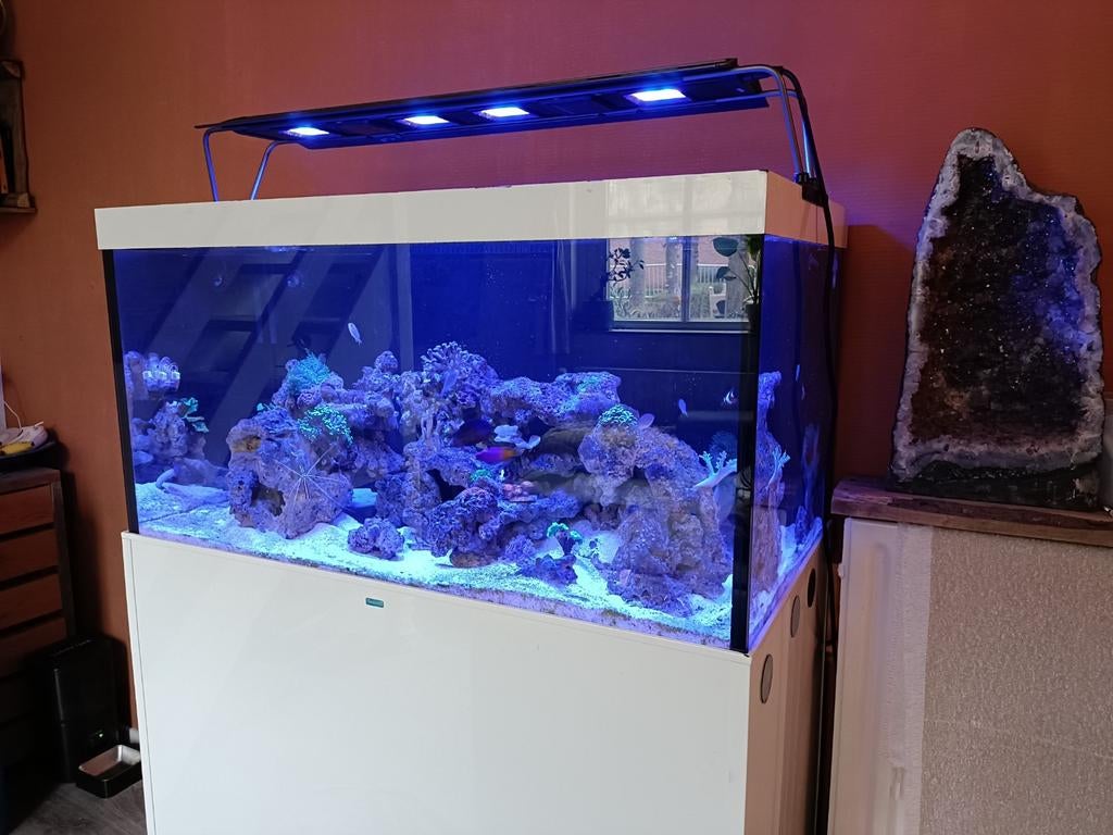 Overcompleet zeeaquarium 100*55*55, Dieren en Toebehoren, Ophalen, Gebruikt, Gevuld zeewateraquarium