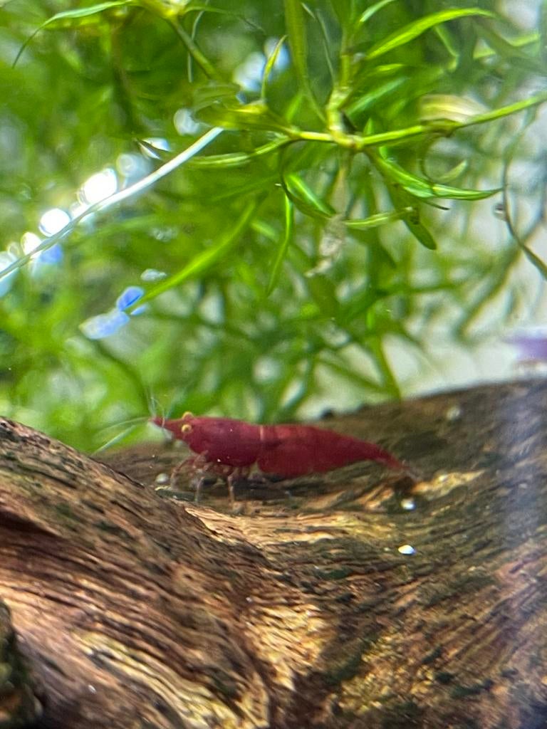 Bloody mary OE (orange eye), Kreeft, Krab of Garnaal, Zoetwatervis