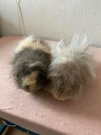 Gratis lieve CH teddy cavia beertjes, Dieren en Toebehoren, Cavia, Mannelijk, December, Tam