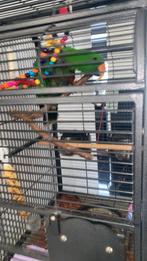 Papegaai kooi, Ophalen, Metaal, Vogelkooi