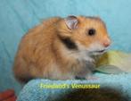 🐹Stamboom Syrische hamster / goudhamster van hobbyfokker, Dieren en Toebehoren, Hamster, Januari, Meerdere dieren, Tam