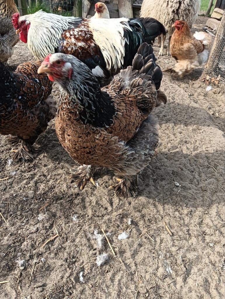Brahma hennen te koop, Vrouwelijk, Kip